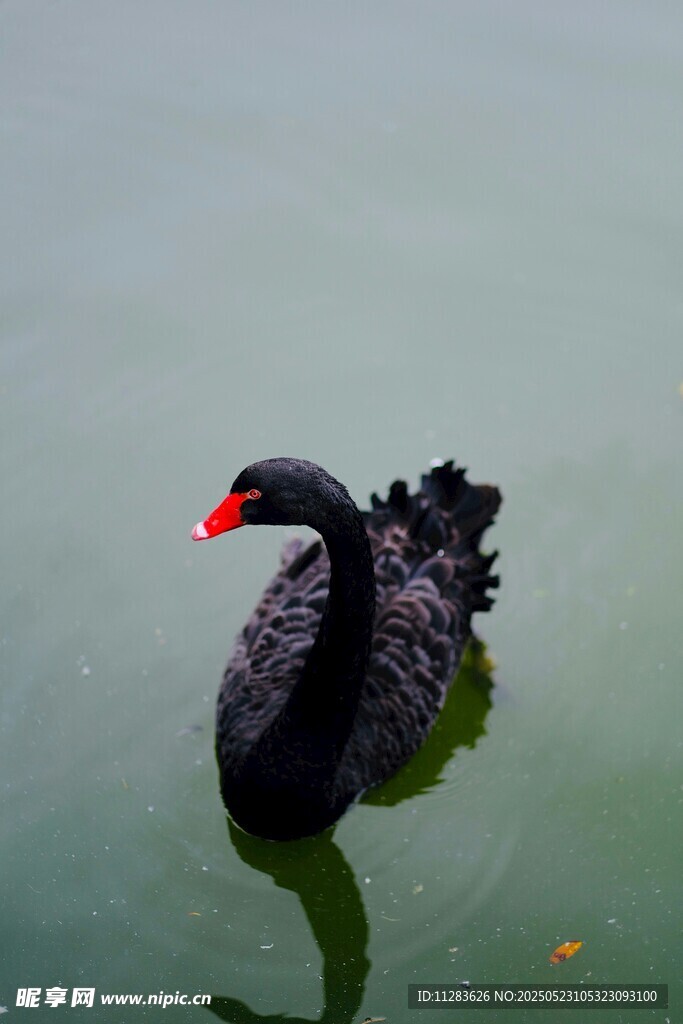水中黑天鹅优雅游弋