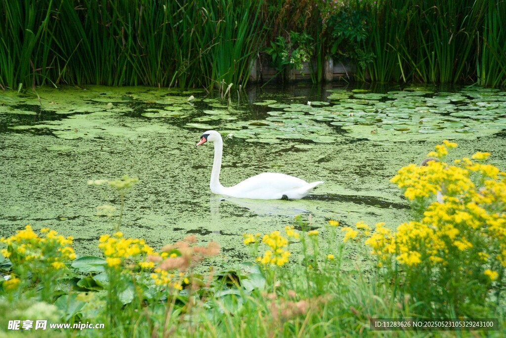 白鹭栖于繁花绿水间
