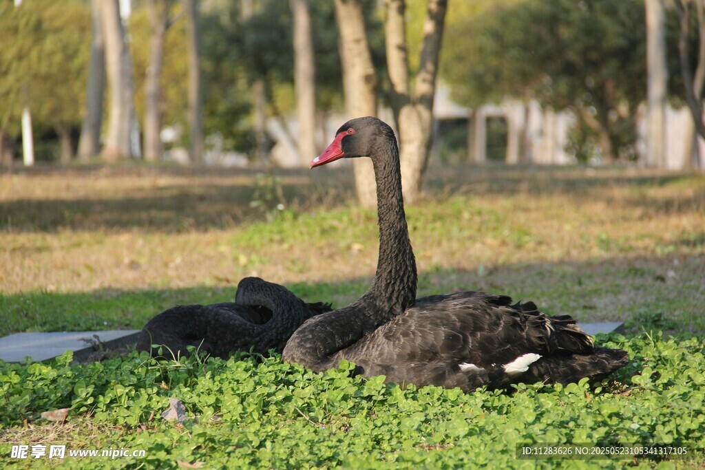 草地上休憩的黑天鹅