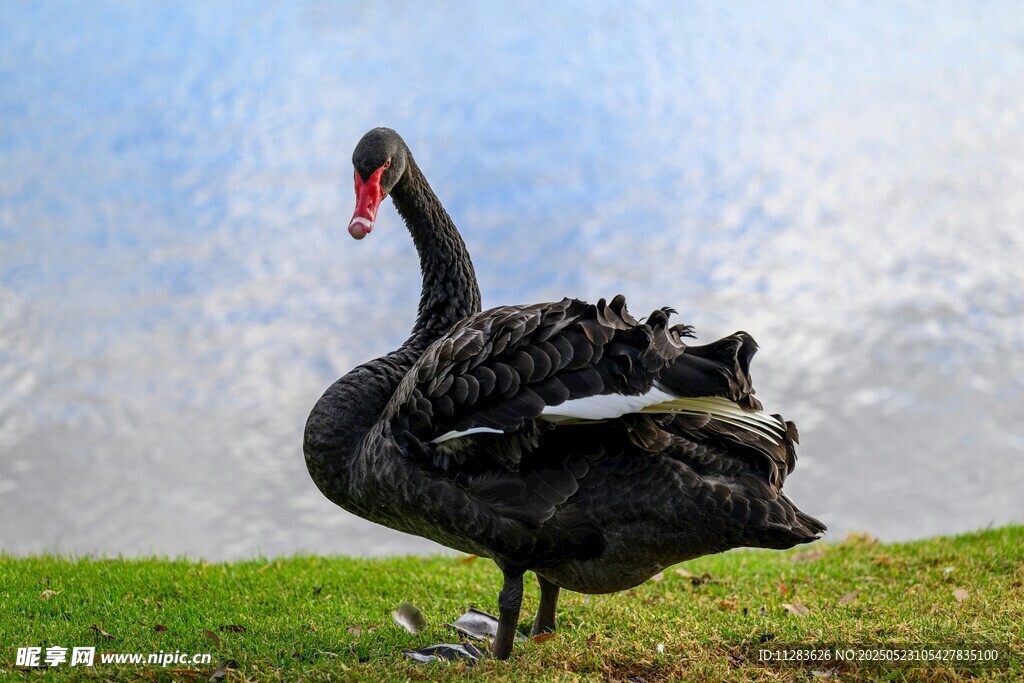 优雅黑天鹅立于翠绿草地