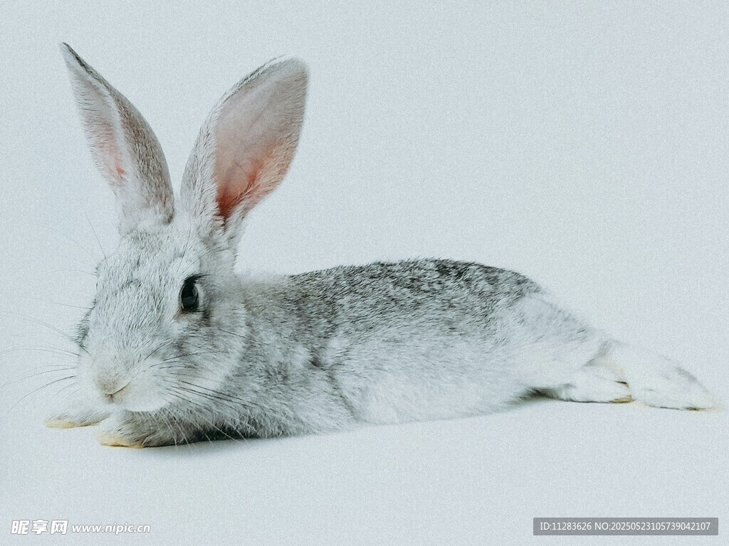 趴着的灰白兔子