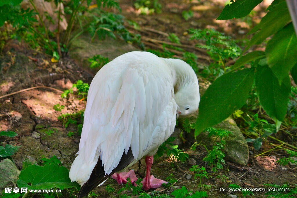 白鸟低头于绿意间