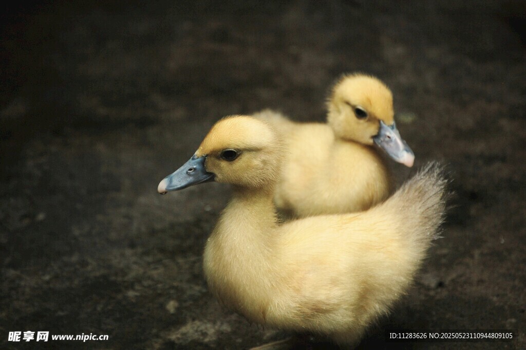 两只小黄鸭依偎在一起