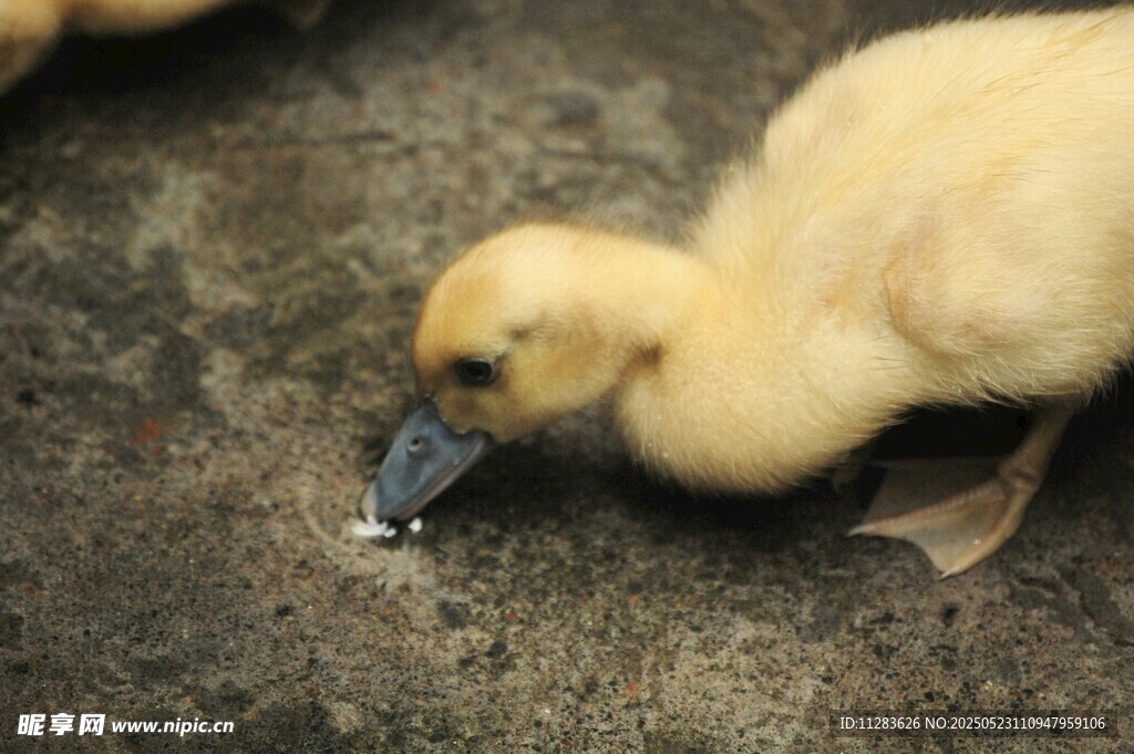 小黄鸭低头觅食瞬间