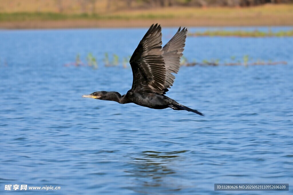 鸬鹚水面展翅飞翔