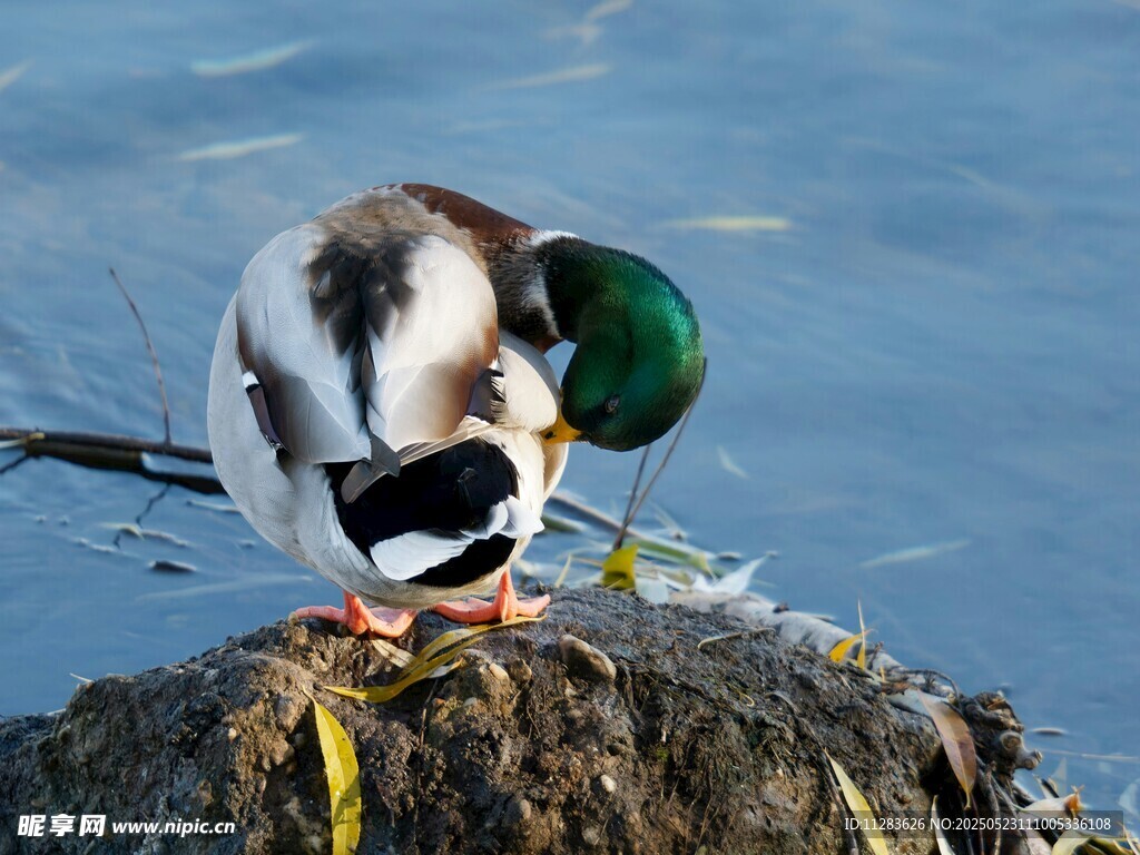 岩石上理羽的绿头鸭