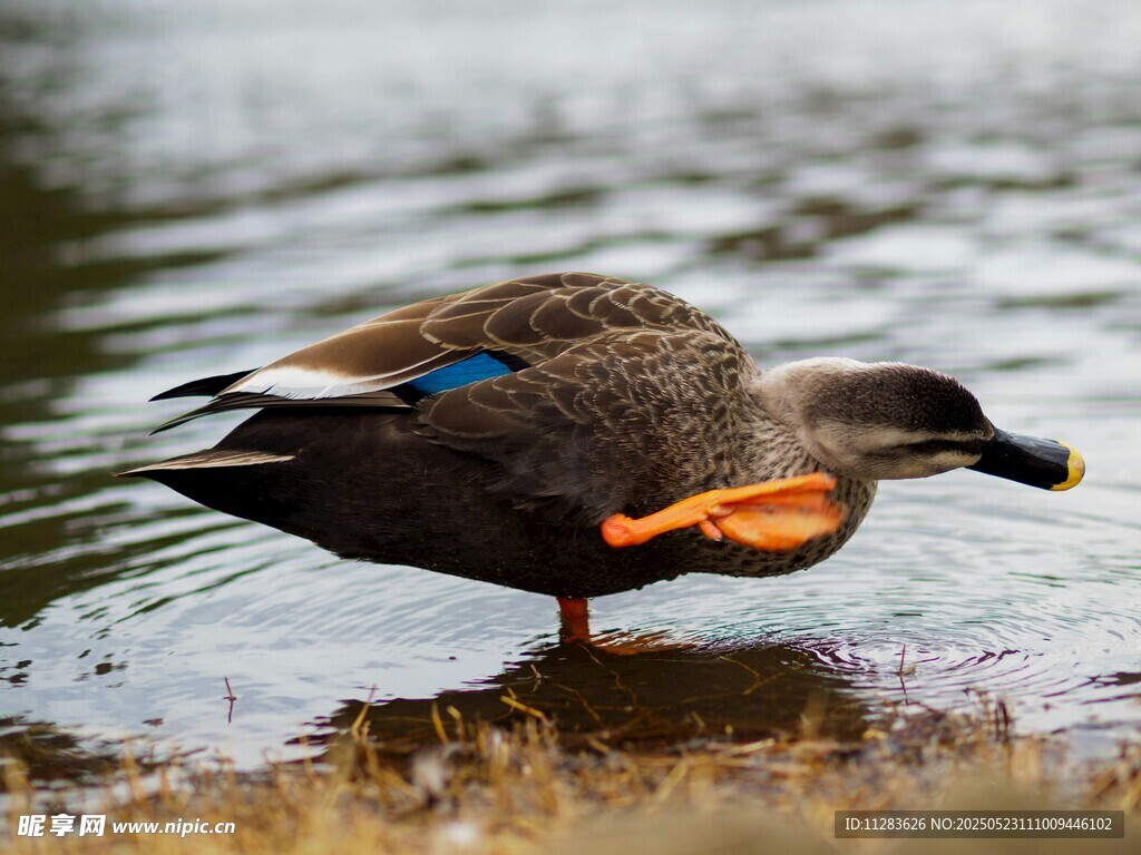岸边野鸭整理羽毛
