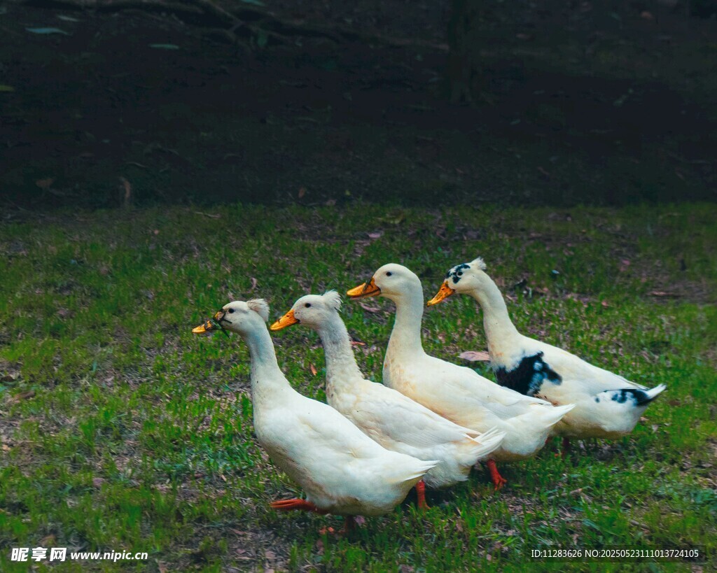 草地上的几只白鸭子