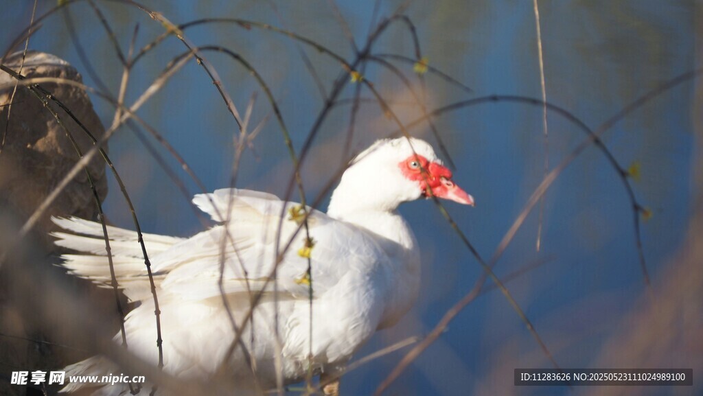 水边白鸭藏于芦苇间
