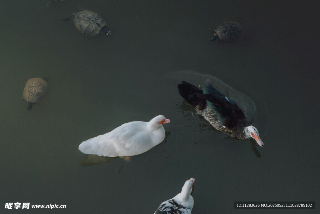 水中游弋的多彩禽鸟