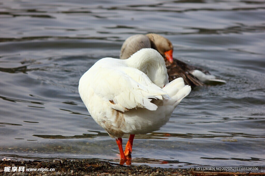 岸边天鹅整理羽毛