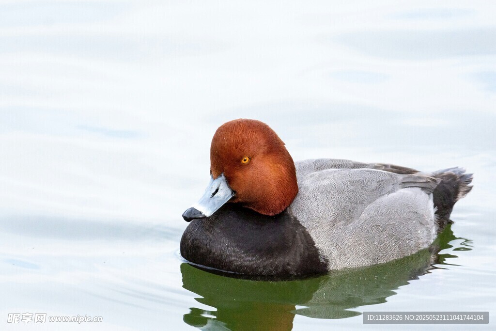 红顶水鸟悠游于水面