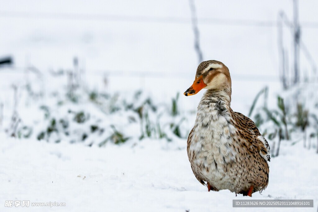 雪地中的鸭子