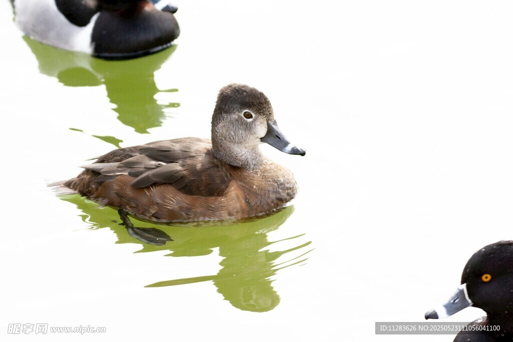 水中游弋的可爱鸭子
