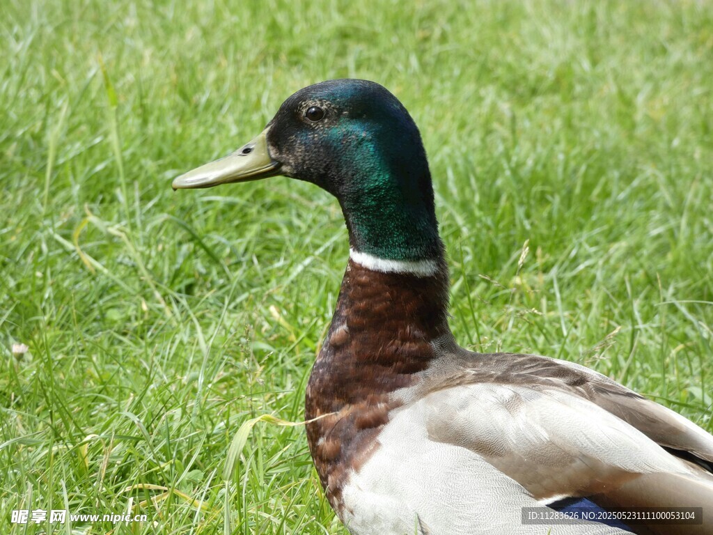 草地上的绿头鸭
