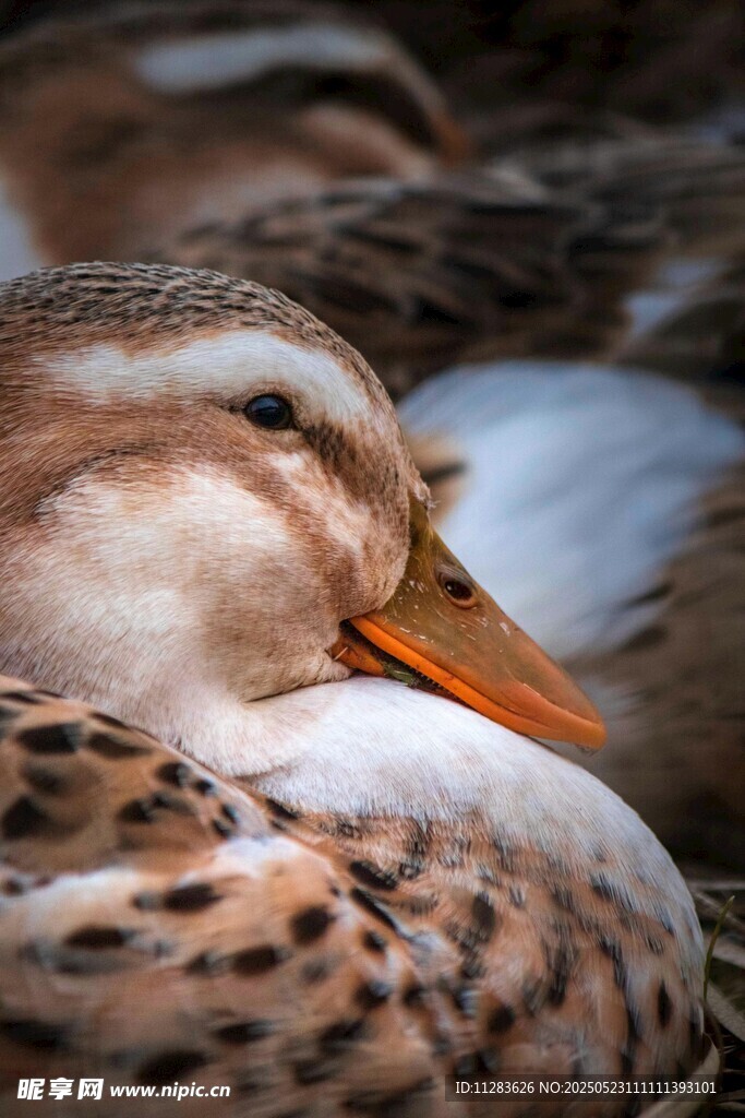 休憩的斑点鸭