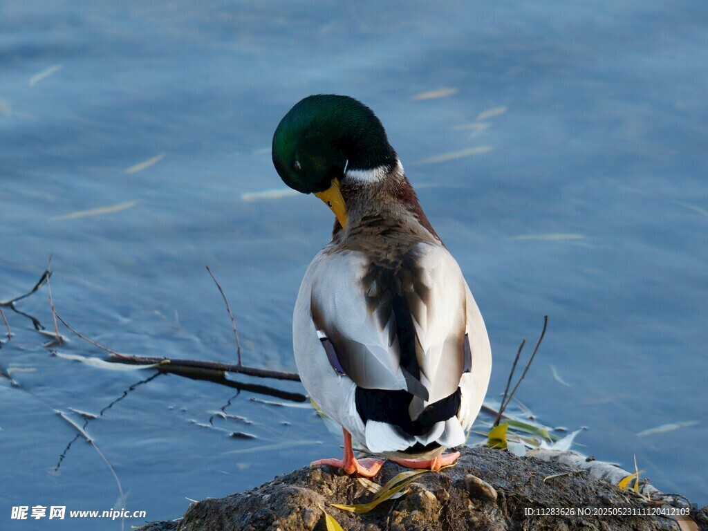 水边休憩的绿头鸭