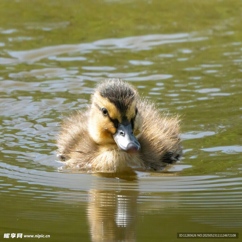 水中可爱小鸭子