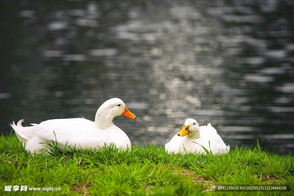 湖畔双鸭休憩图