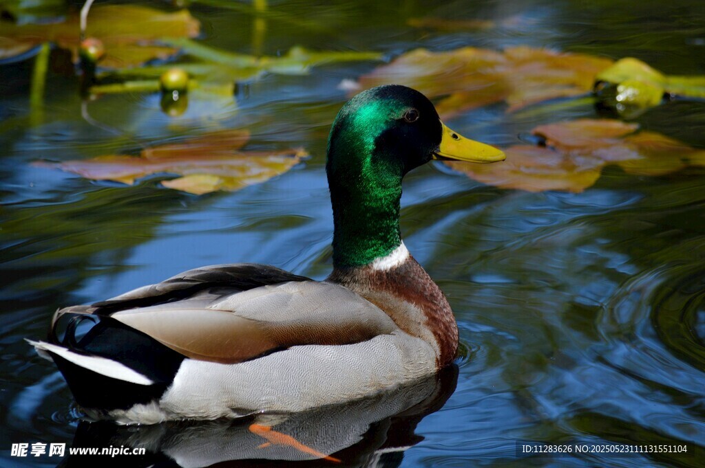 绿头鸭悠游于水面