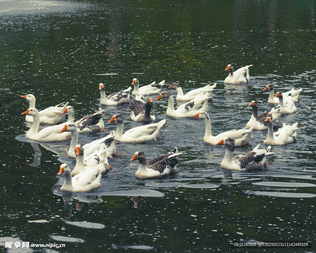 群鹅游于碧波之上