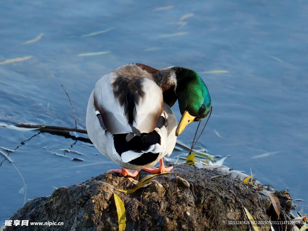 岩石上整理羽毛的绿头鸭