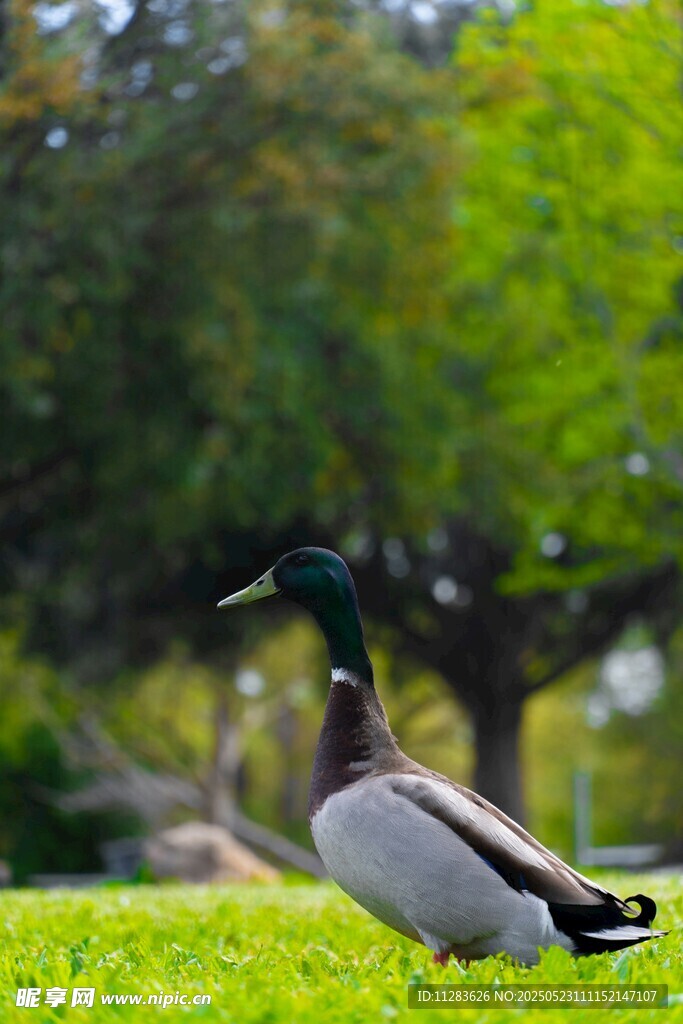 草地上的绿头鸭