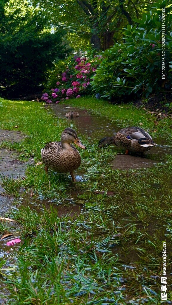 池塘边的鸭子与绿植