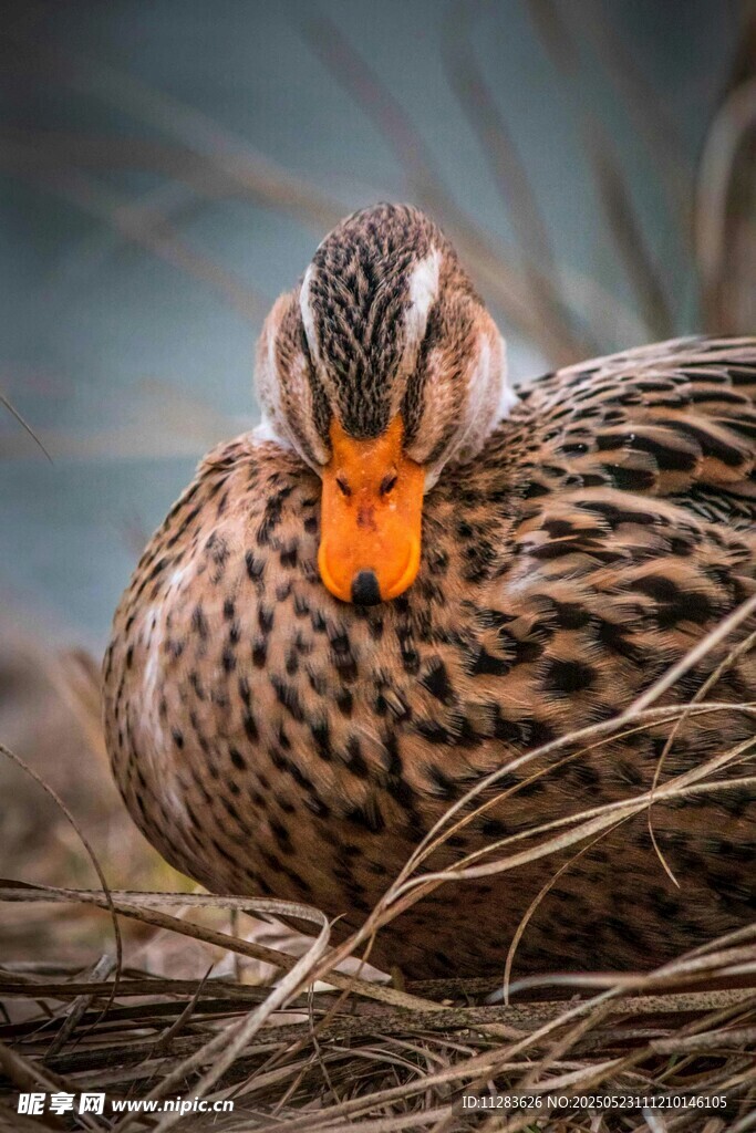 卧于草间的斑纹鸭子