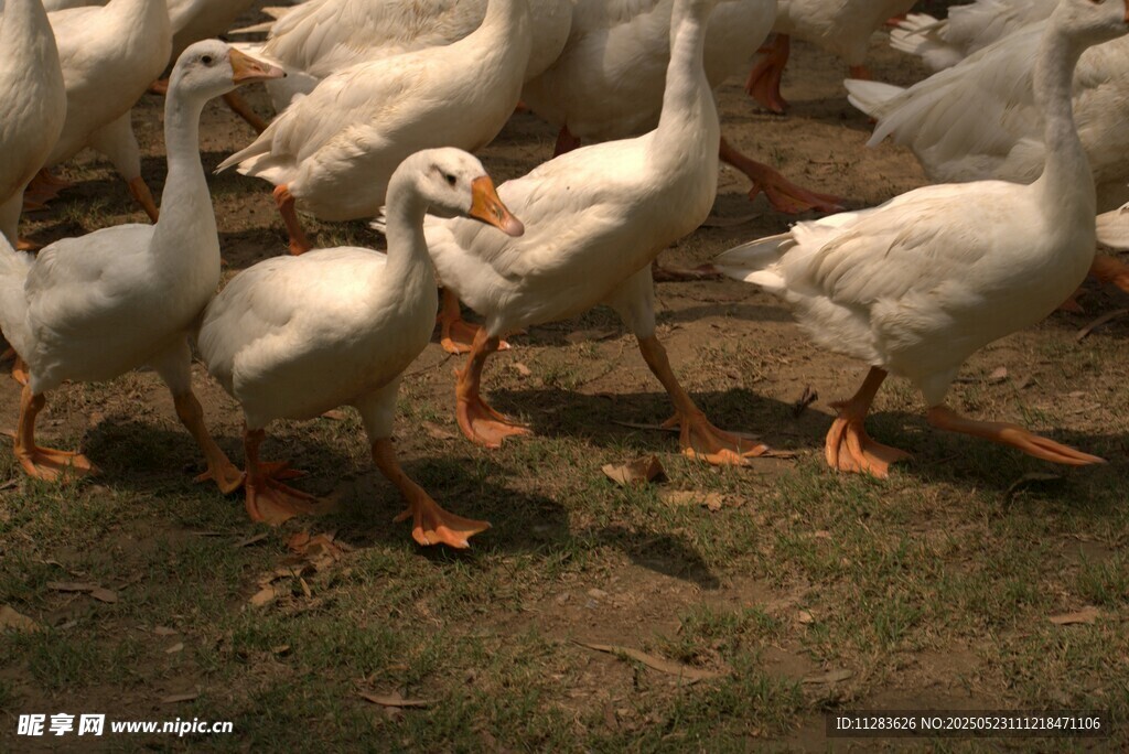一群白鹅在草地