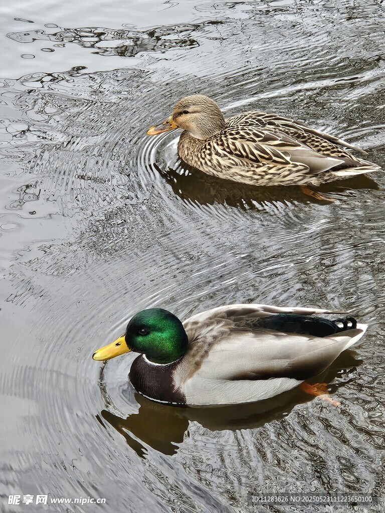 水中双鸭悠游