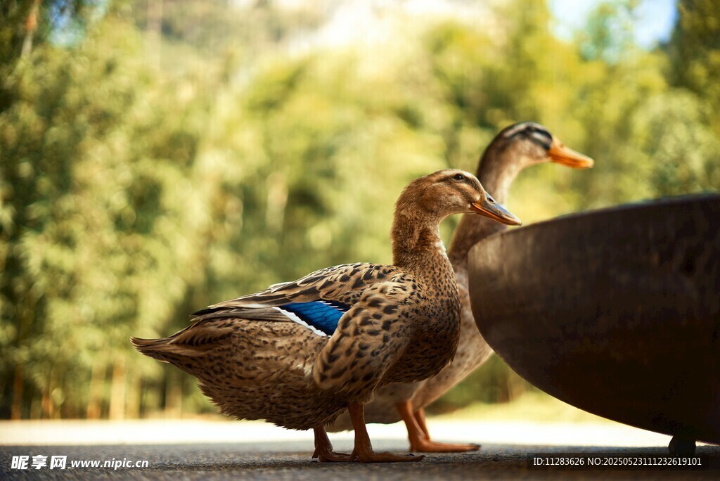 两只鸭子立于户外平台