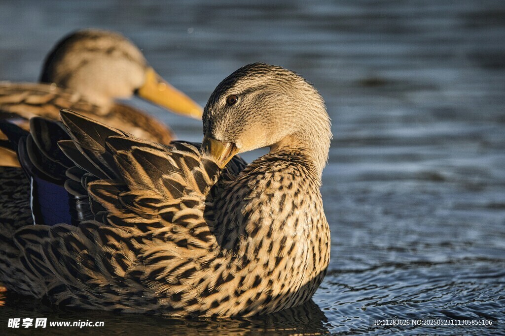 水面上休憩的两只鸭子