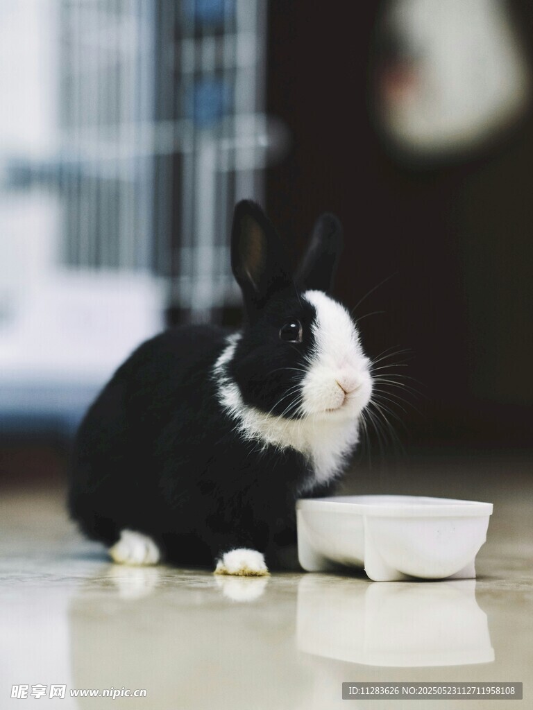 黑白萌兔与食碗