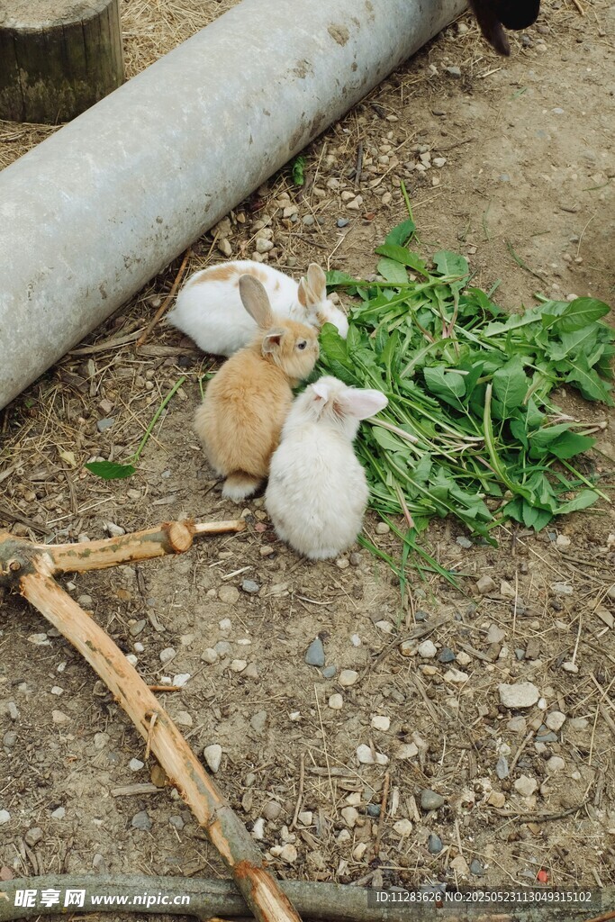 三只小兔在绿植旁进食