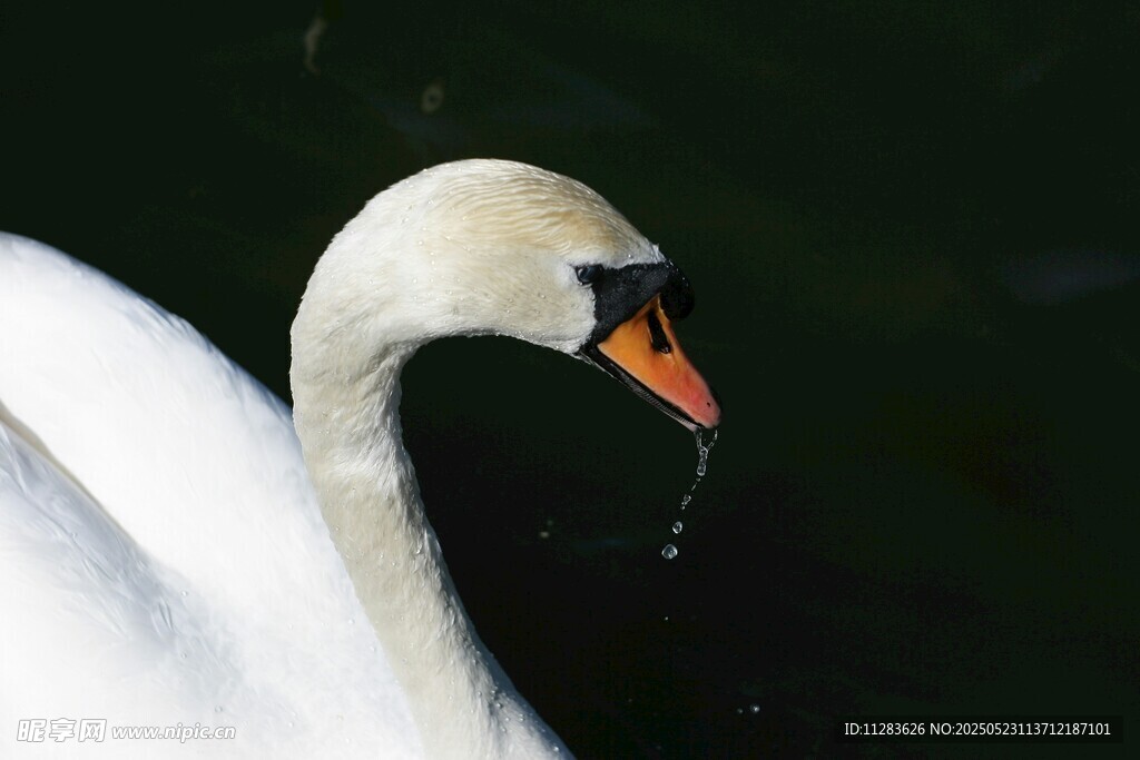 优雅天鹅水中特写