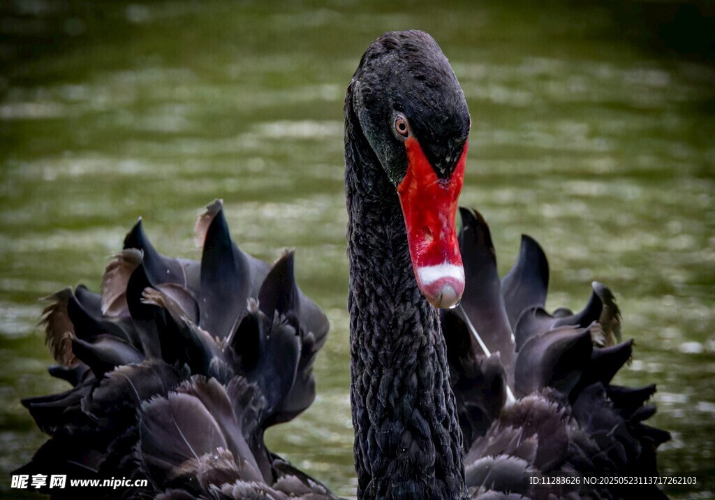 优雅黑天鹅特写