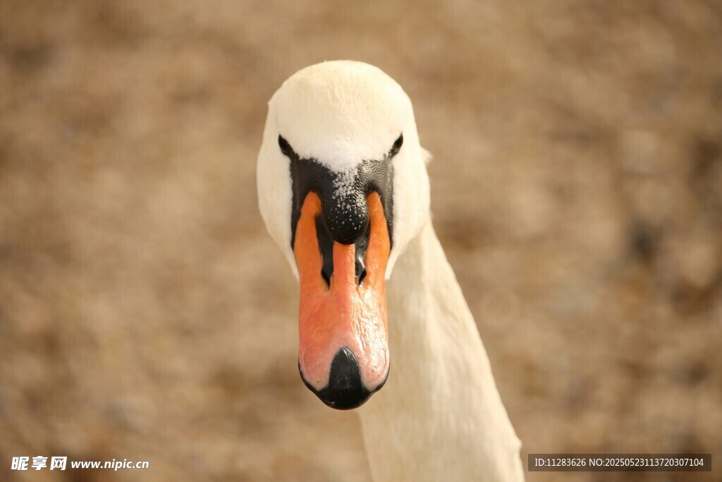 天鹅特写
