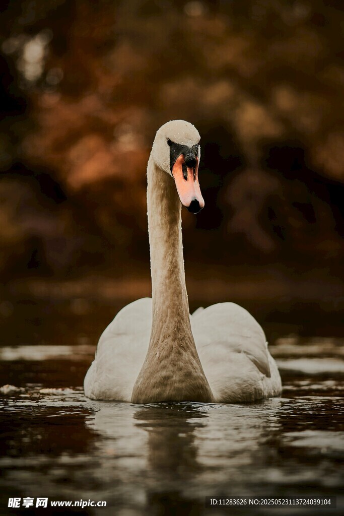 优雅天鹅水中悠然游弋
