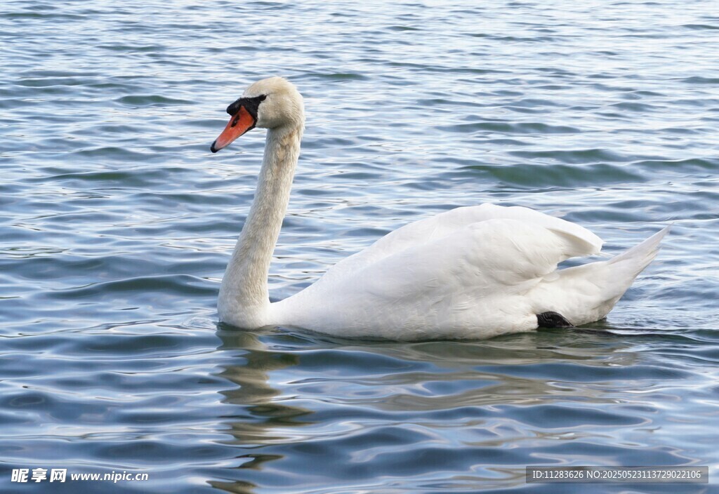 优雅天鹅于湖面悠然游弋