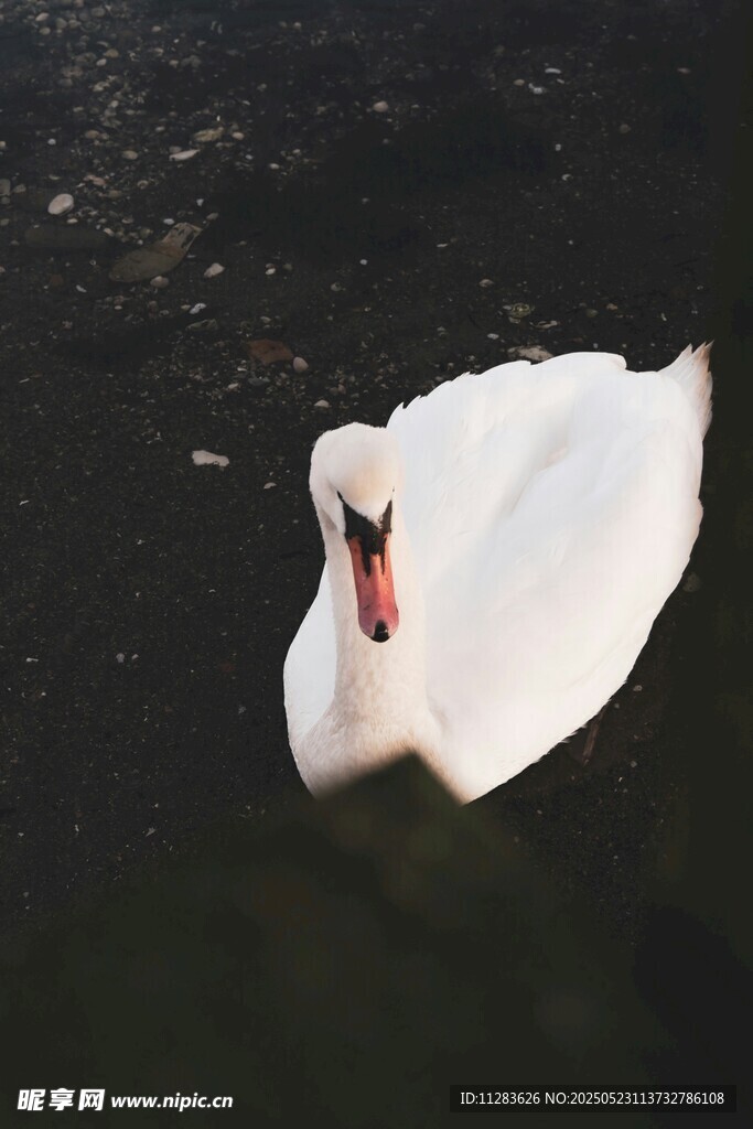 水中优雅的白色天鹅