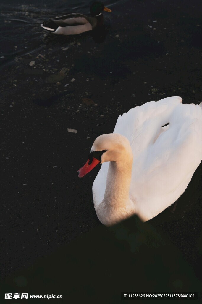 优雅天鹅水中悠然游弋