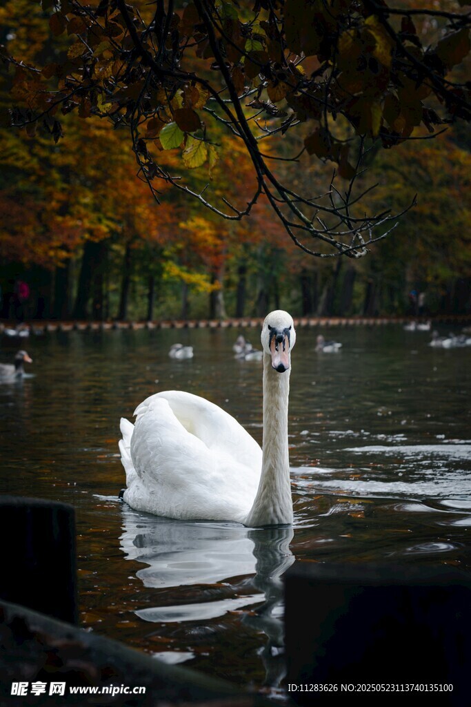 湖中游弋的优雅白天鹅