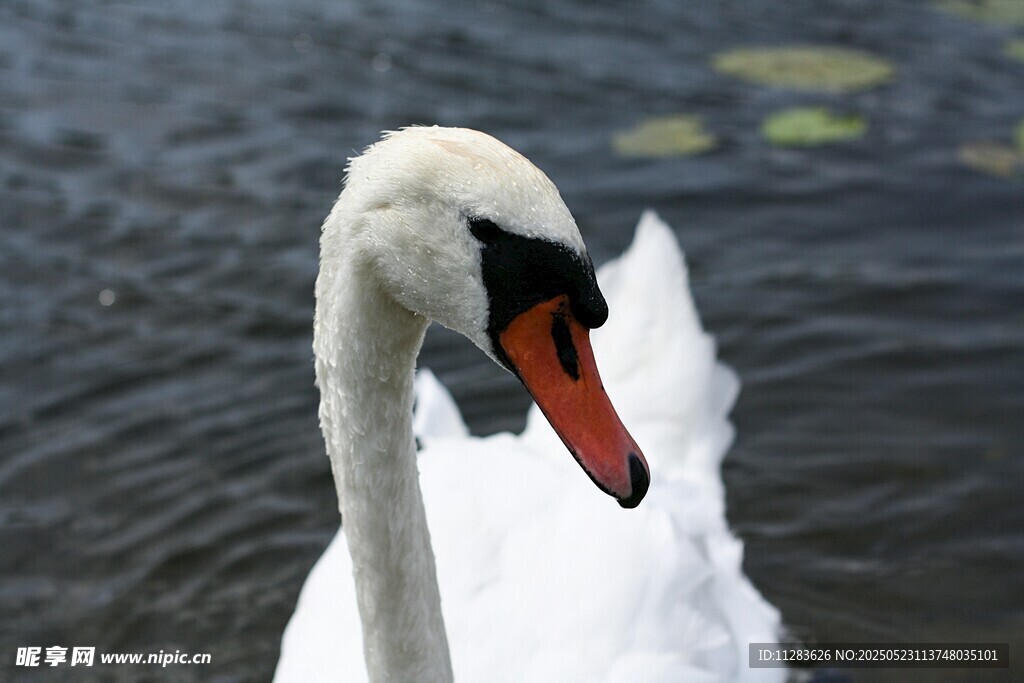 优雅天鹅于水面悠然自得