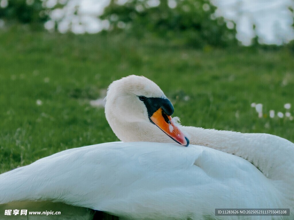 草地上休憩的优雅白天鹅