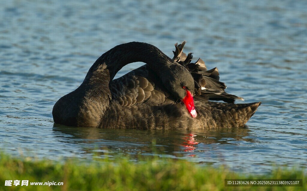 黑天鹅水中优雅觅食