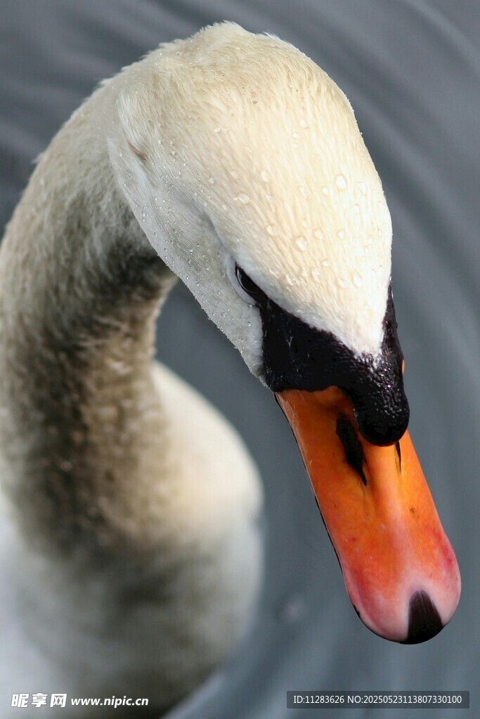 优雅天鹅特写