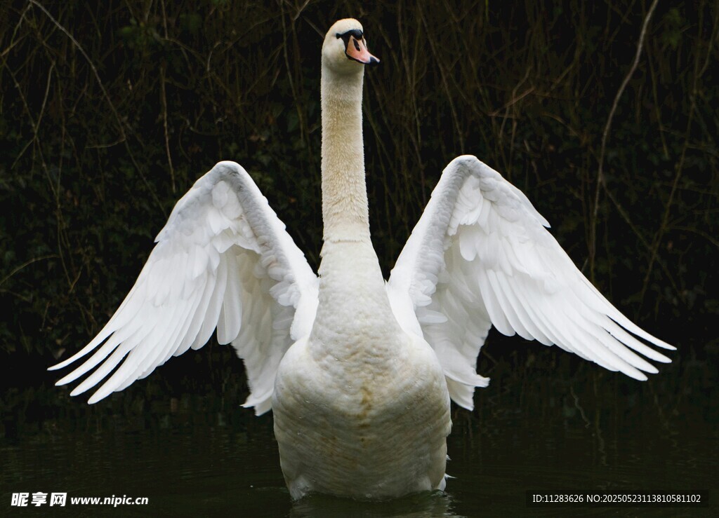 天鹅水中展翅优雅瞬间