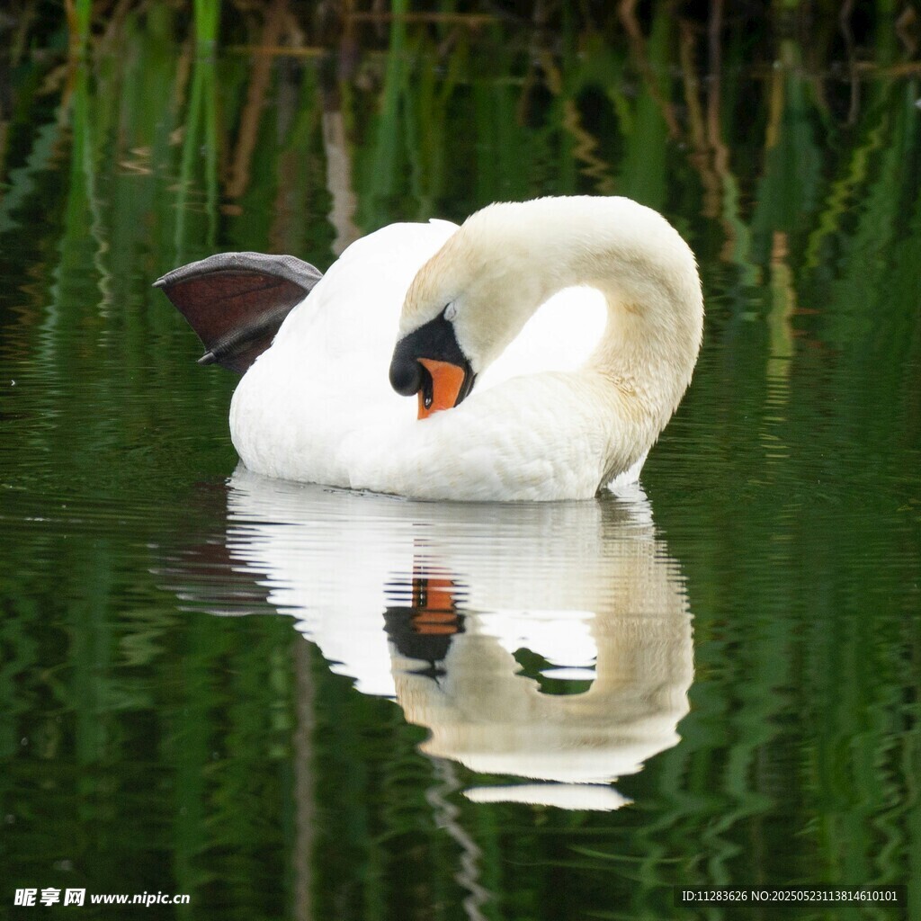优雅天鹅水中休憩