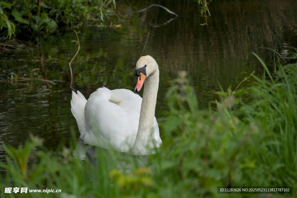 水中优雅天鹅
